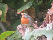 9th Sep 2024 - Robin 