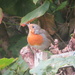 Robin 