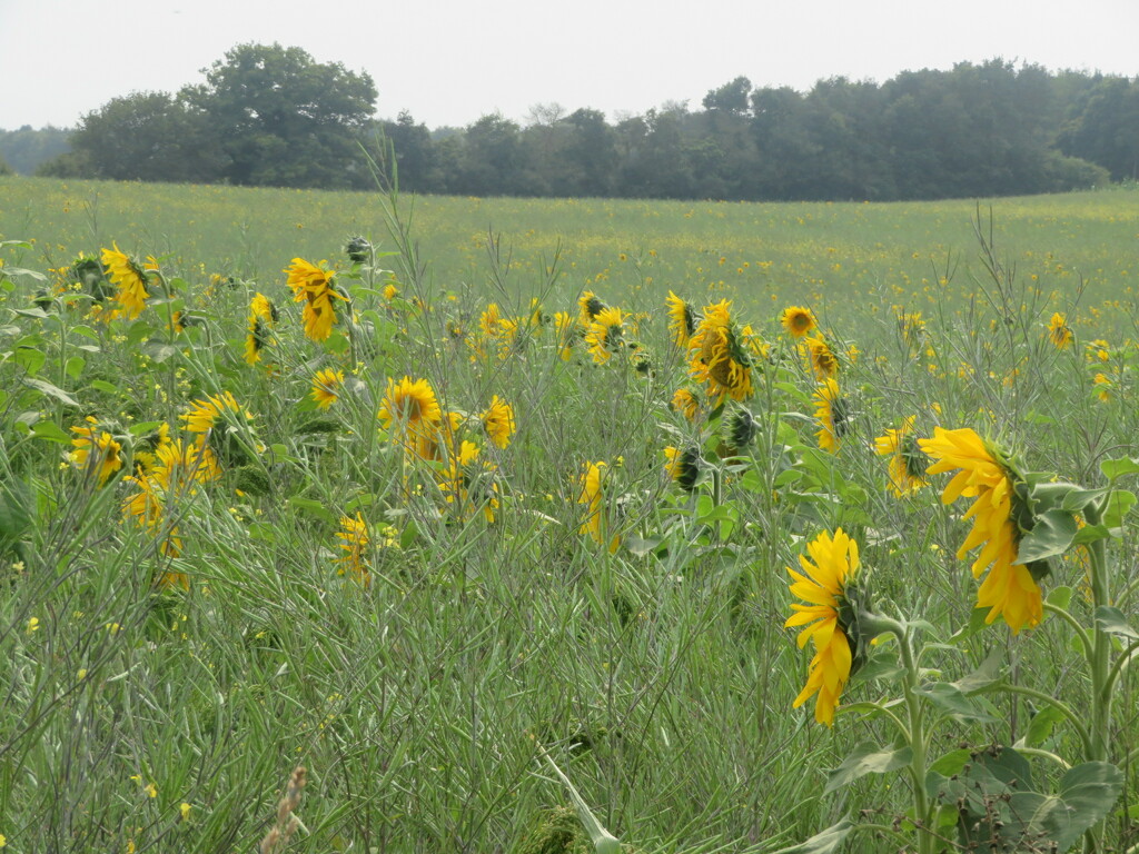 Sunflower field by lellie