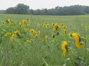 6th Sep 2024 - Sunflower field