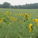 Sunflower field