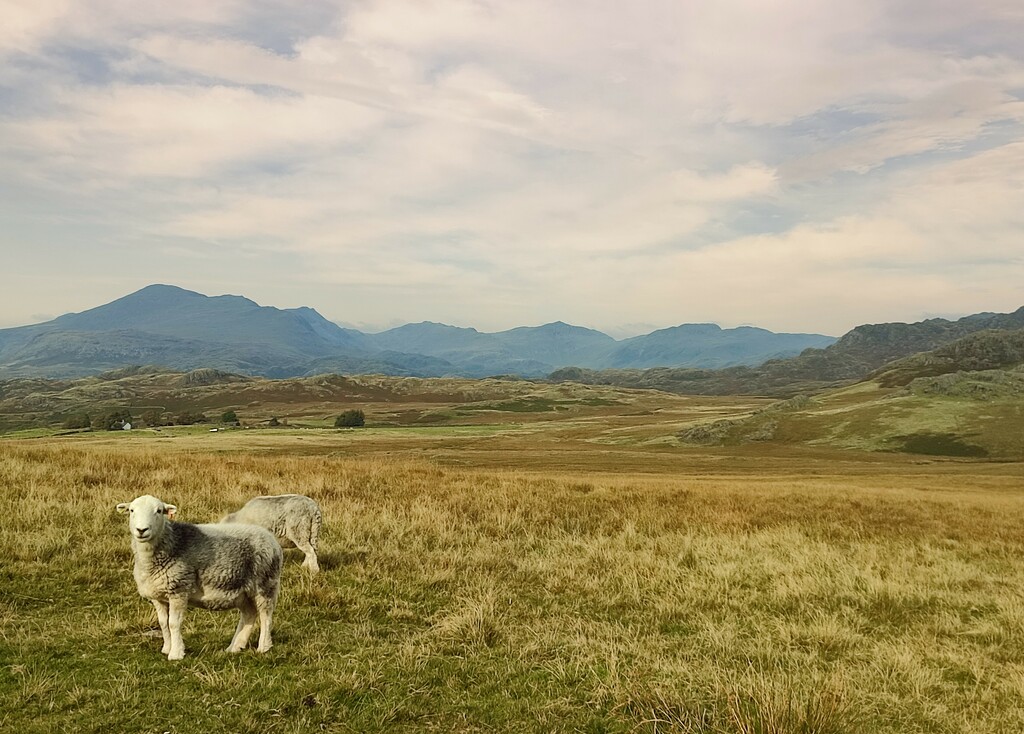 King of the Fells by countrylassie