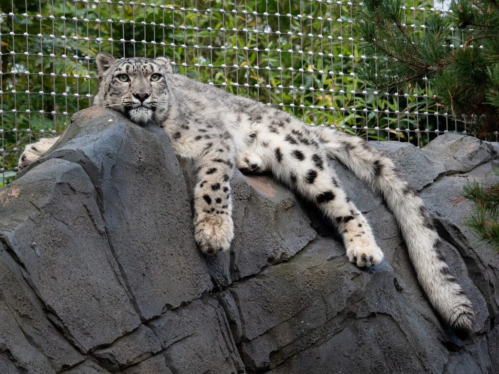 Snow Leopard by anncooke76