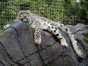 28th Sep 2024 - Snow Leopard