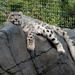 Snow Leopard