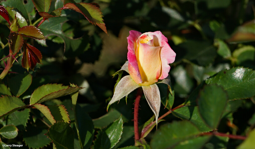 Fall rose by larrysphotos