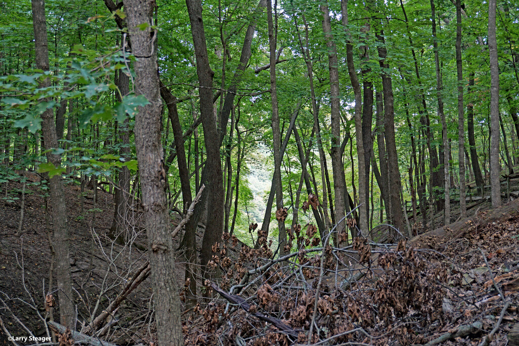 Forest walk by larrysphotos