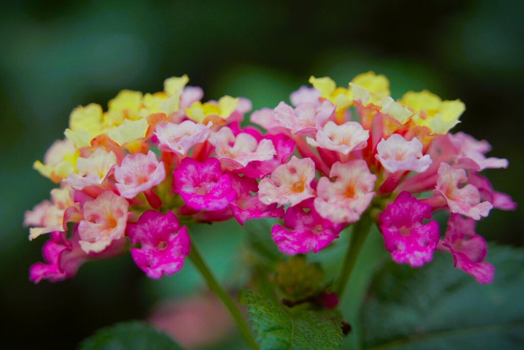 Butterfly's Buffet  by photohoot