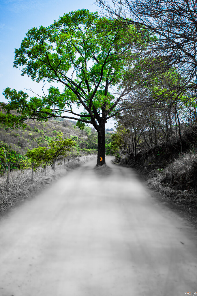 A tree on the way by vignoli