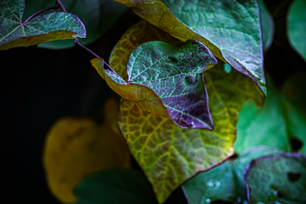 Multicolor, Changing RedBud Leaves by berelaxed