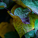 Multicolor, Changing RedBud Leaves