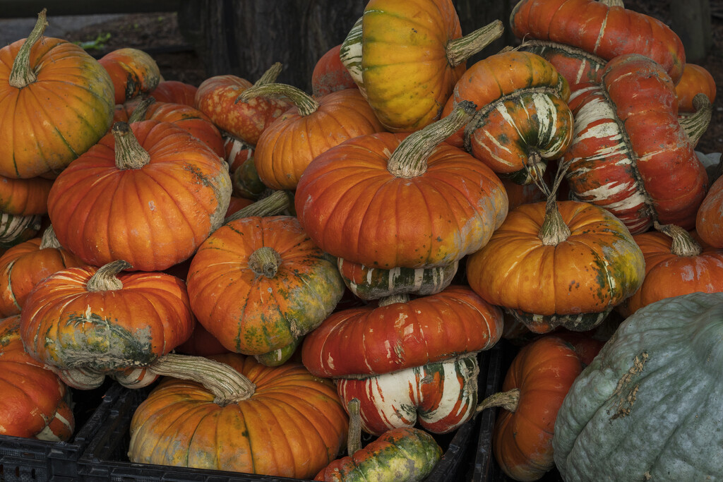 Gourds by cdcook48