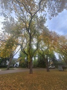 28th Sep 2024 - Autumn in Glenora 