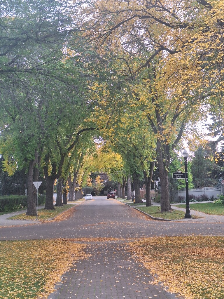 Canopy Of Trees by bkbinthecity