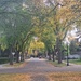 Canopy Of Trees