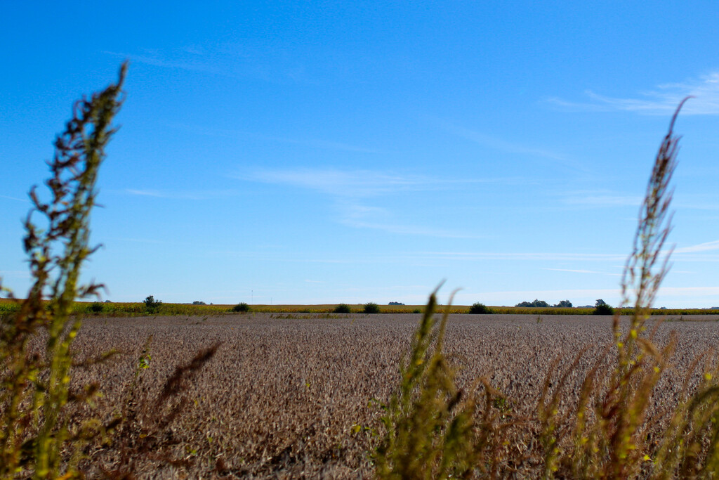 Soybeans by samuelsanderslicher