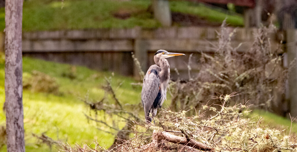 Blue Heron Taking a Break! by rickster549