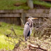 Blue Heron Taking a Break!