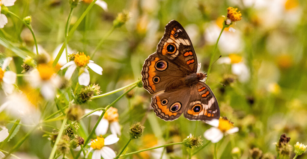 Another Common Buckeye Butterfly, Enjoying the Nectar! by rickster549