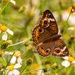 Another Common Buckeye Butterfly, Enjoying the Nectar!