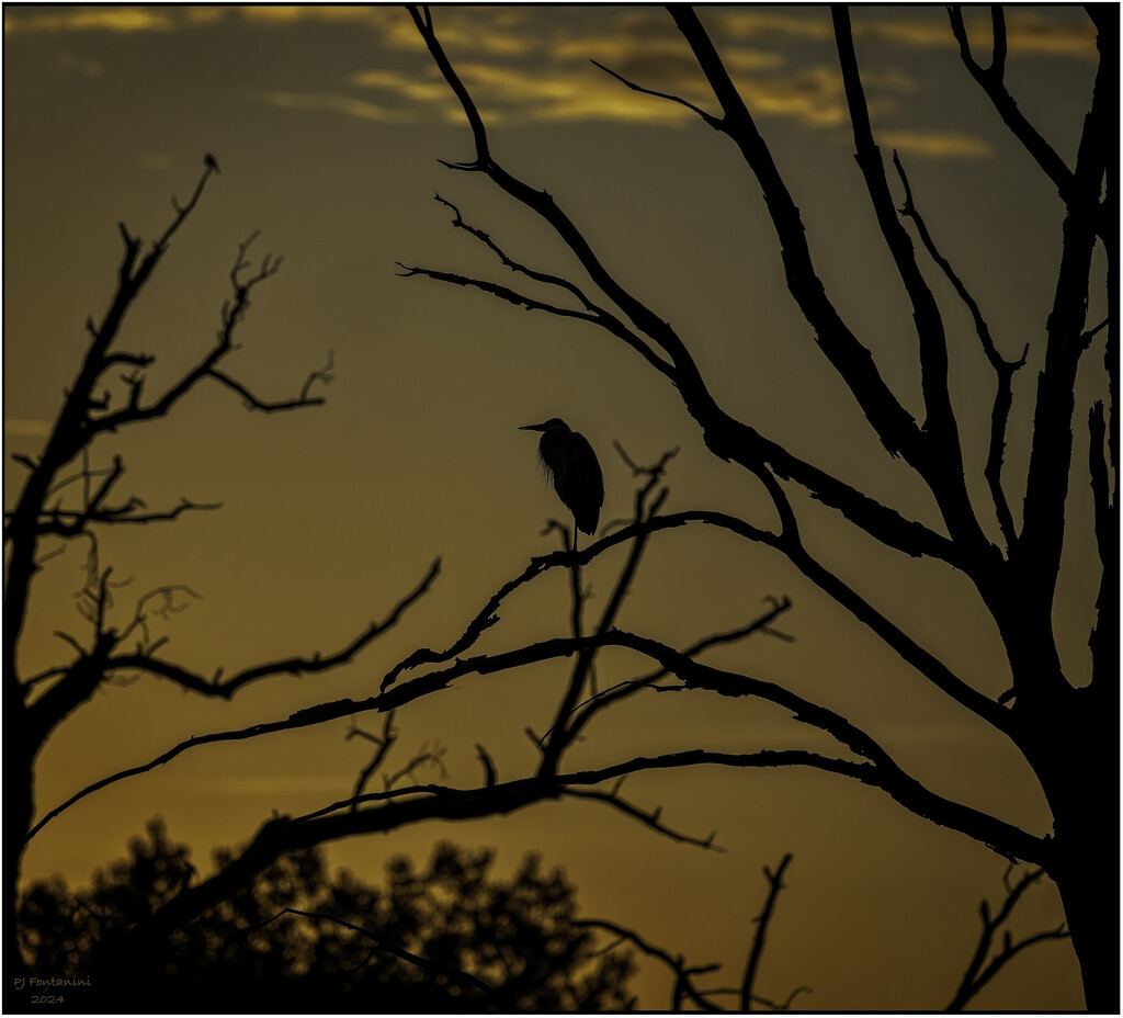 Sunset Silhouette by bluemoon