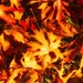 Autumn Leaves 