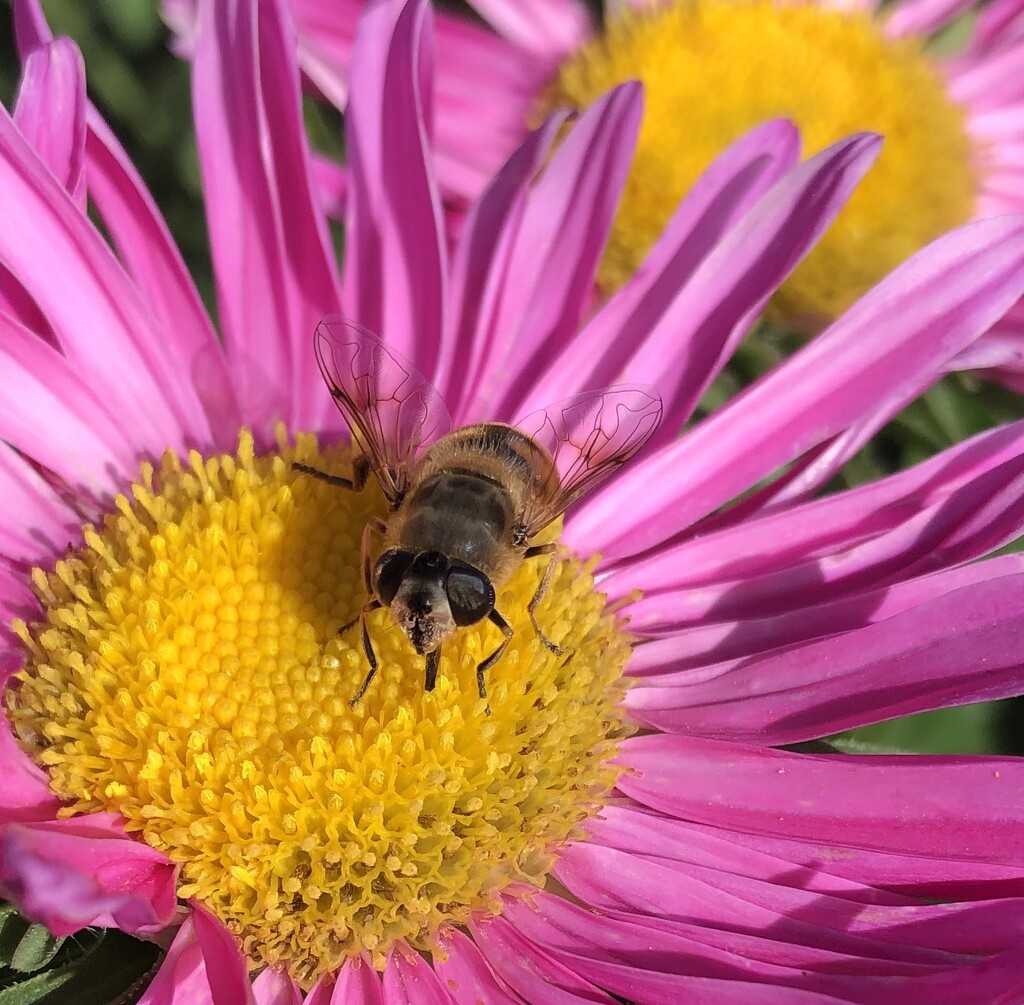 Bee in the Aster flowers by dailypix