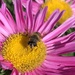 Bee in the Aster flowers