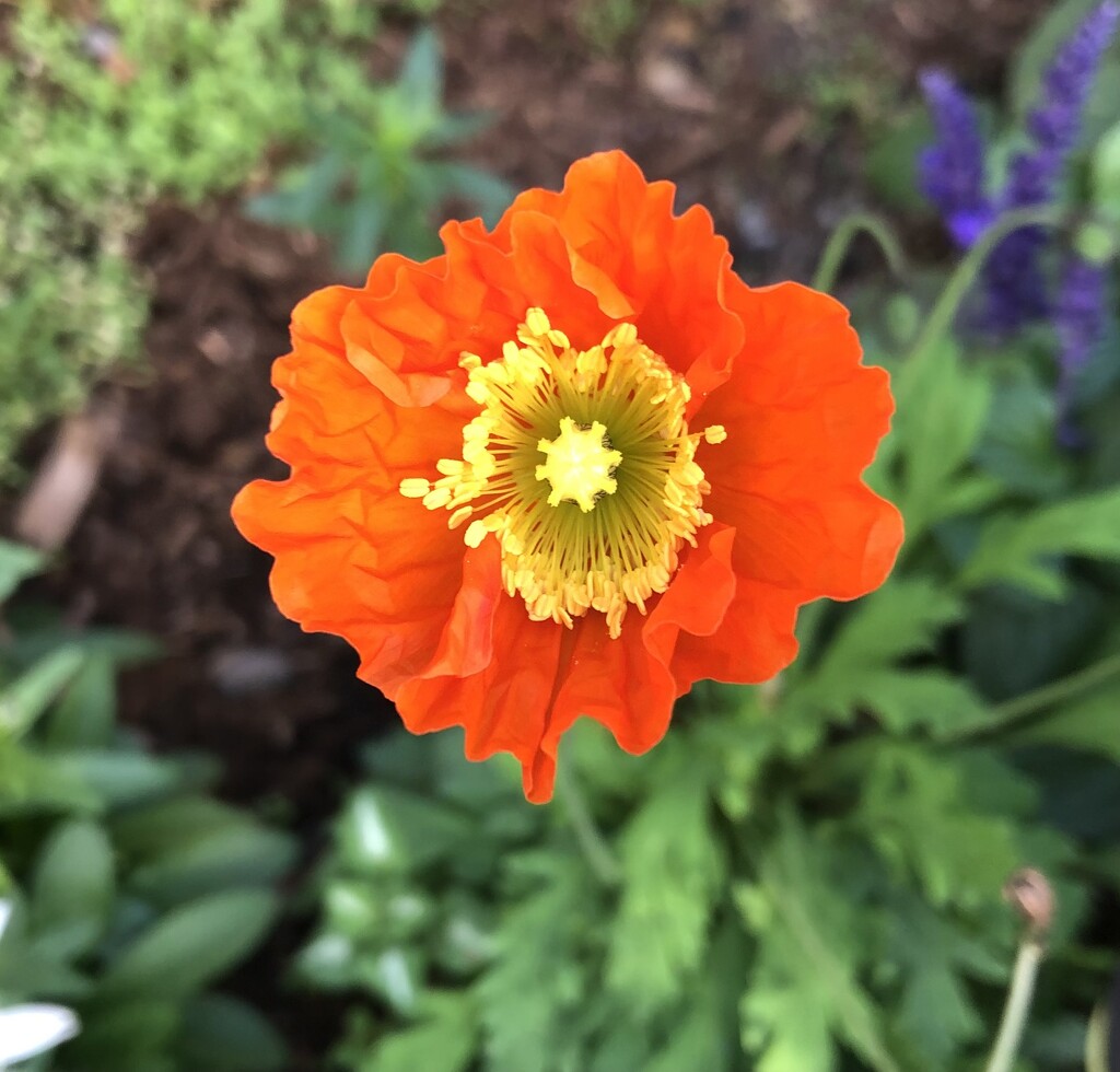 Orange and Yellow Poppy  by dailypix