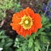 Orange and Yellow Poppy 