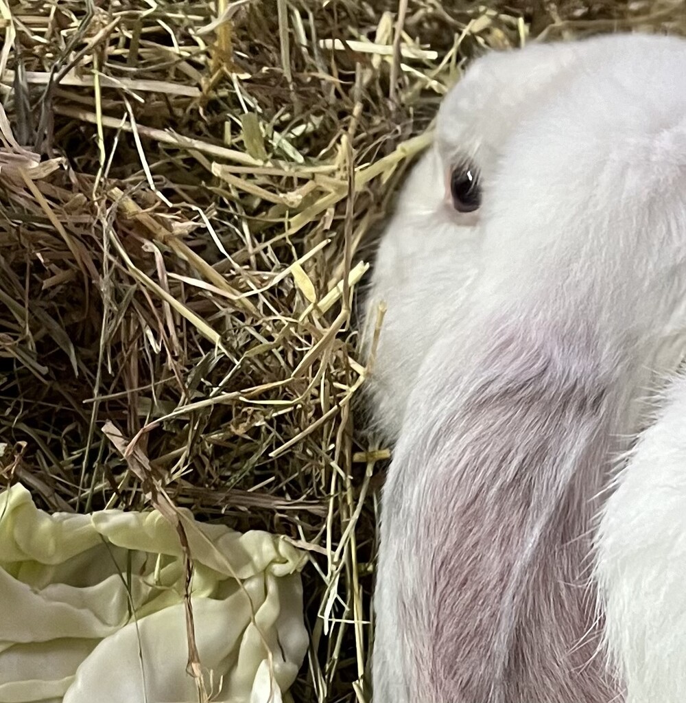 Sunny Bunny enjoying his hay... by anne2013