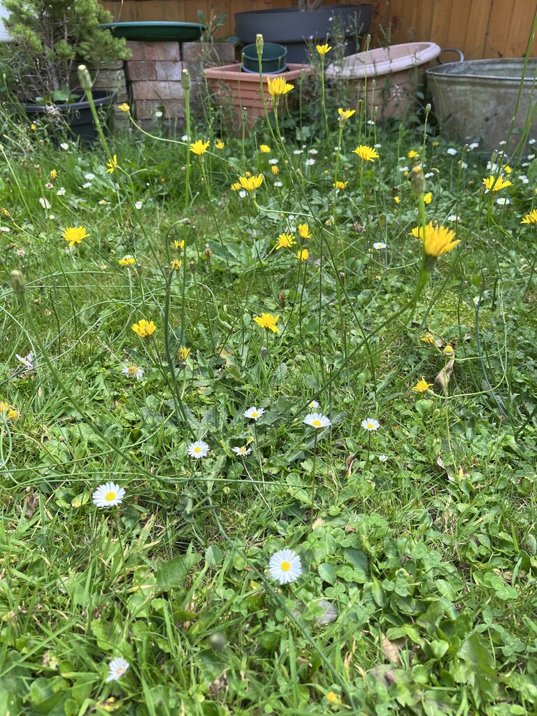 Wild patch in garden... by anne2013