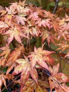 9th Sep 2024 - Autumn colours....