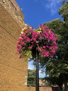 11th Sep 2024 - Blooming in St Giles Churchyard.....