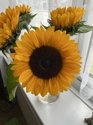 12th Sep 2024 - Beautiful Sun Flowers....