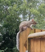 21st Sep 2024 - Cheeky Squirrel....