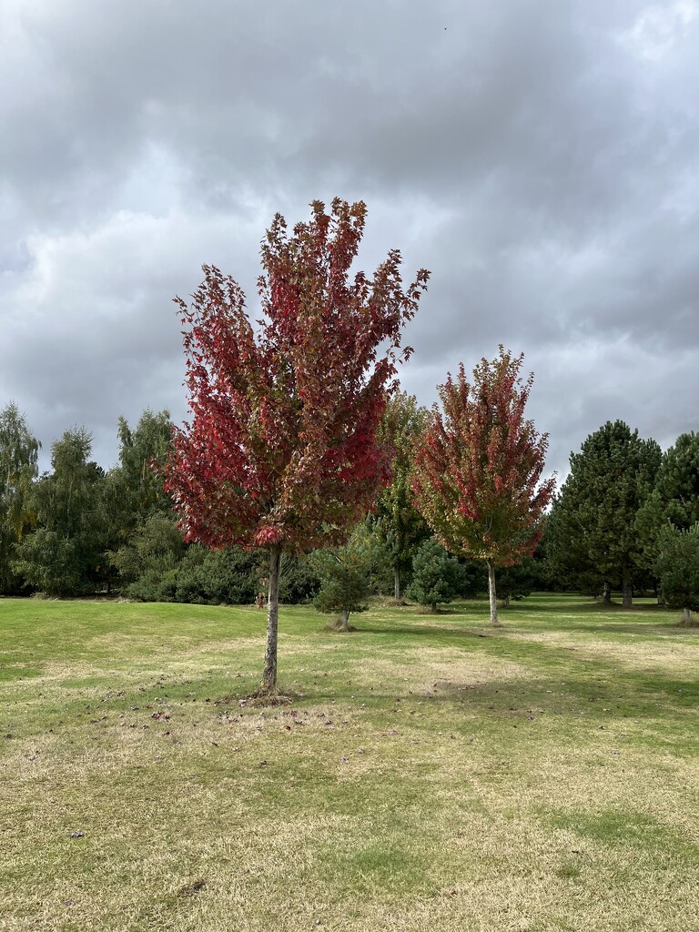 Autumn trees on golf course.... by anne2013