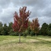 Autumn trees on golf course....