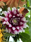 24th Sep 2024 - Dahlia....