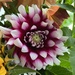 Dahlia....