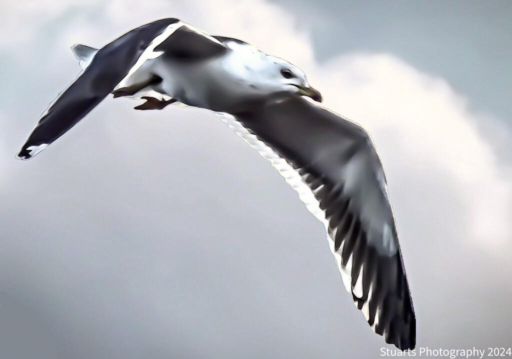 Seagull in flight  by stuart46