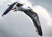 29th Sep 2024 - Seagull in flight 