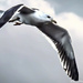 Seagull in flight 