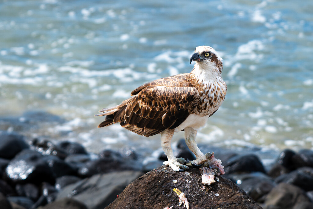 Lunch time by peterhamilton