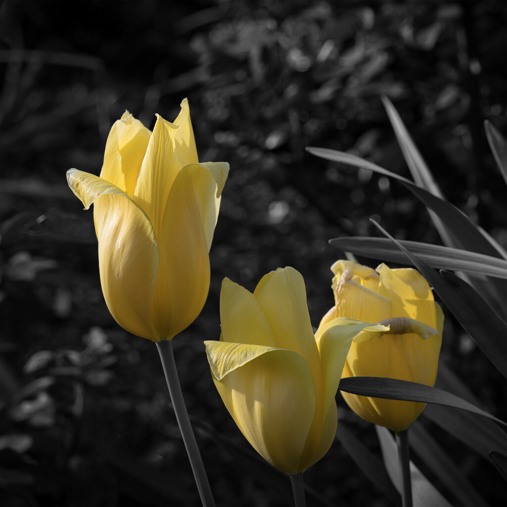 Yellow Tulips by dkbarnett