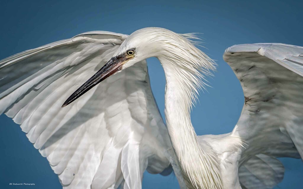 Reddish Egret white morph by photographycrazy