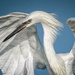 Reddish Egret white morph