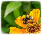 29th Sep 2024 - Bee And Rudbeckia