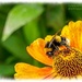 Bee And Rudbeckia