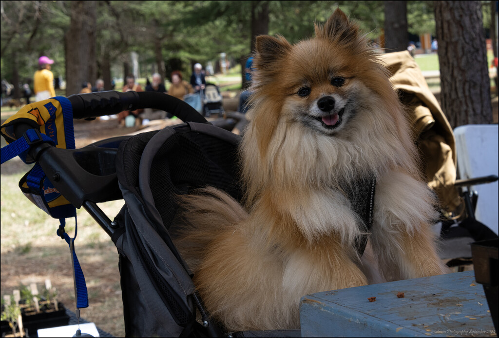 doggy transport by mortmanphotography